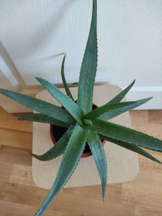 Алоэ лечебное 2000