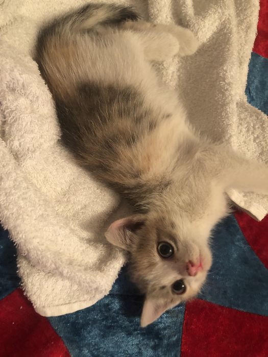 Котенок маленький девочка отдам срочно