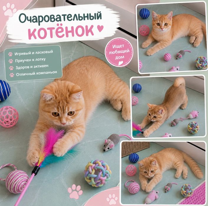 Британский котёнок золотые шиншилы