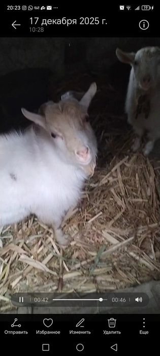 Козы мальчики хорошие