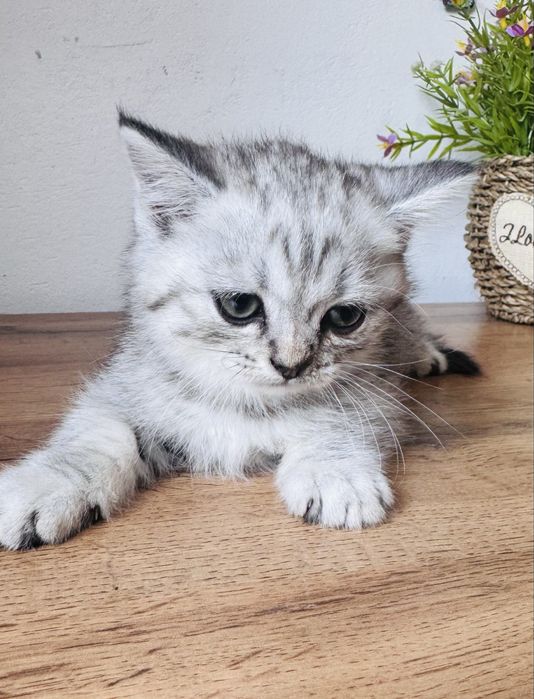 котята шотландской породы