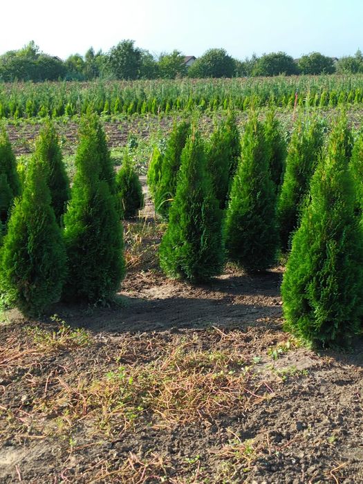 Pepinieră cu tuia aclimatizate  în România