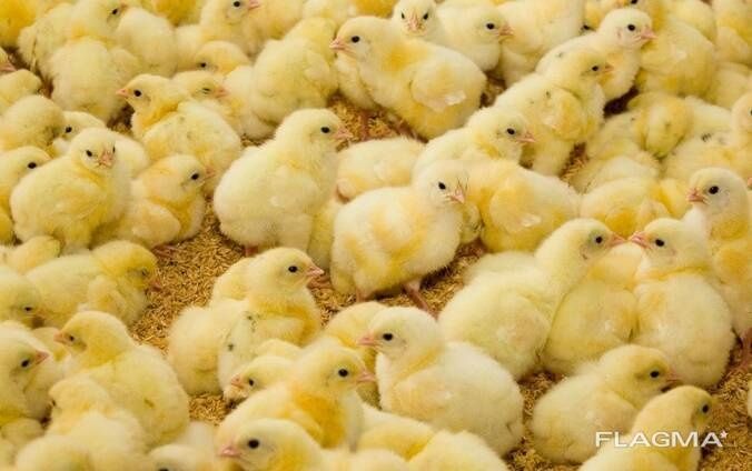 Продам цыплят бройлера