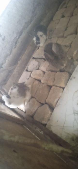 Продаётся кролики полувеликан