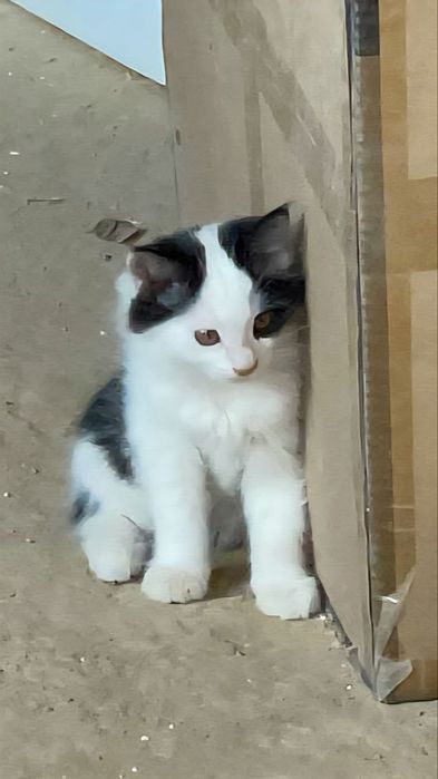 Котята даром в добрые руки