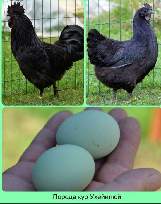 Продам кур породы ухейилюй