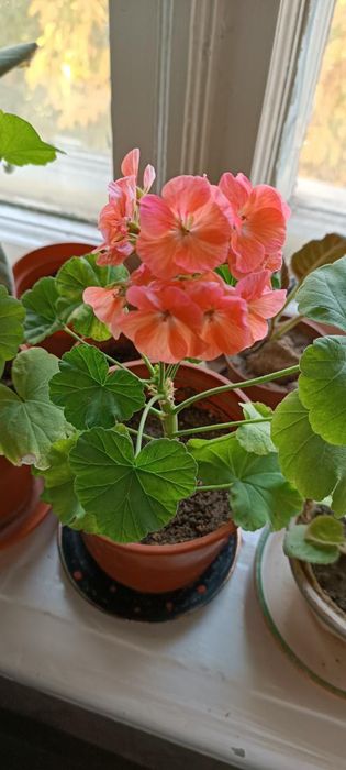 Комнатные цветы, разные