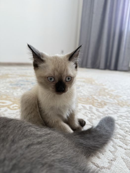 Продам породистого котенка