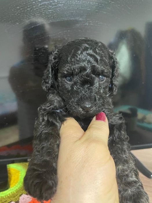 Щенки той пудель