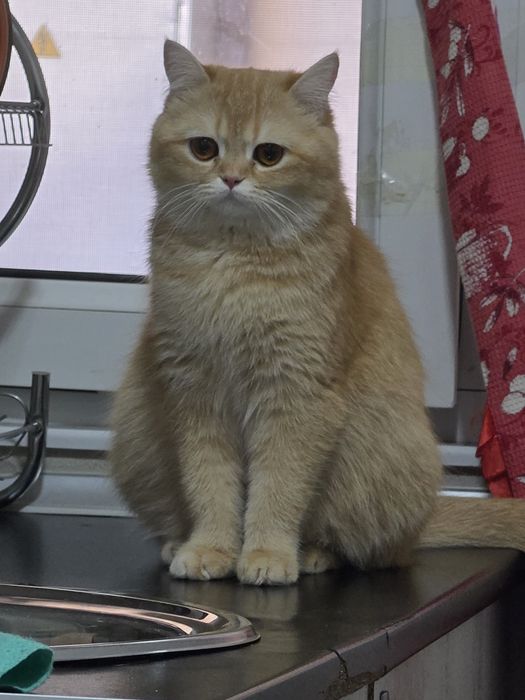 Срочно продается золотая шиншила мальчик 1.2г