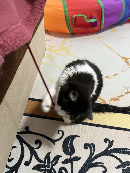 Отдам в добрые руки