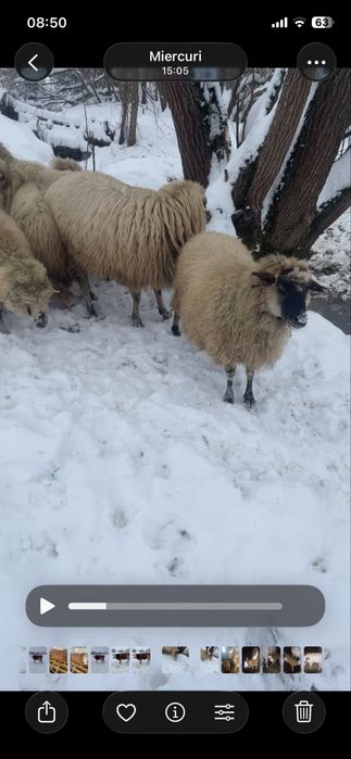 Oite de vanzare gestante si un berbec