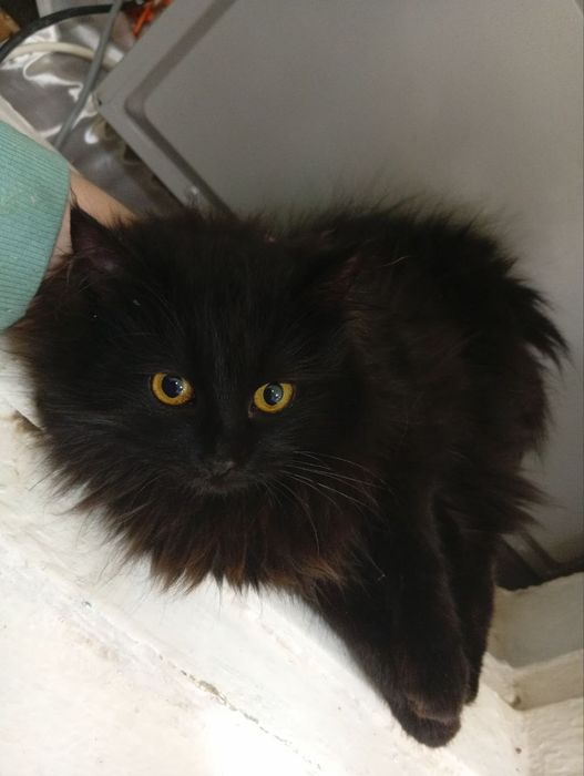 Отдам Кошки  три сестрички