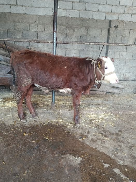 Бузау сатылады аа