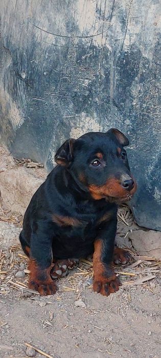 Продам щенка ягдтерьерар