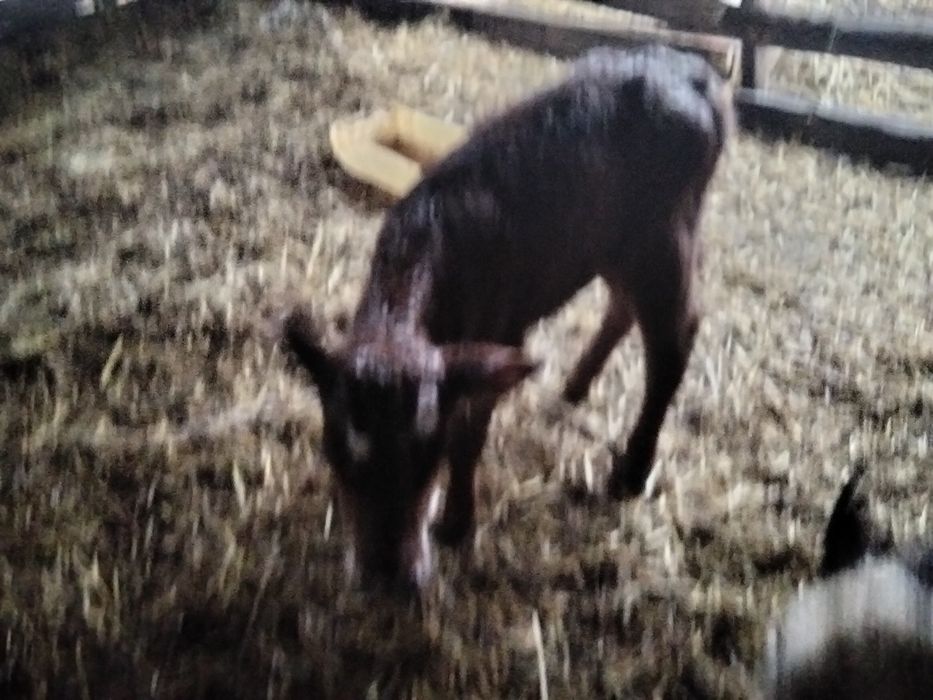 Продам телёнка недельный