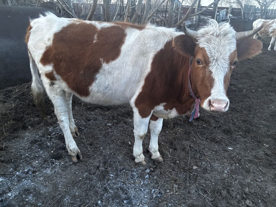 Продам коров, сиыр сатам