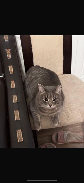 Котенок ждёт своего дома