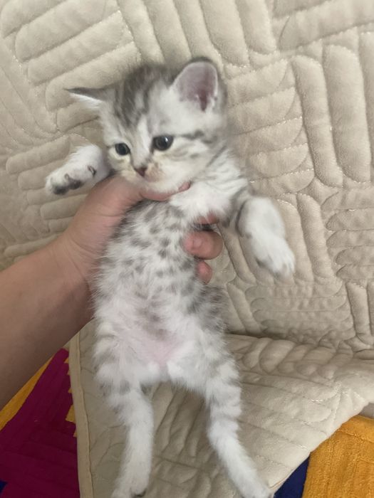 КОШКА пародистая