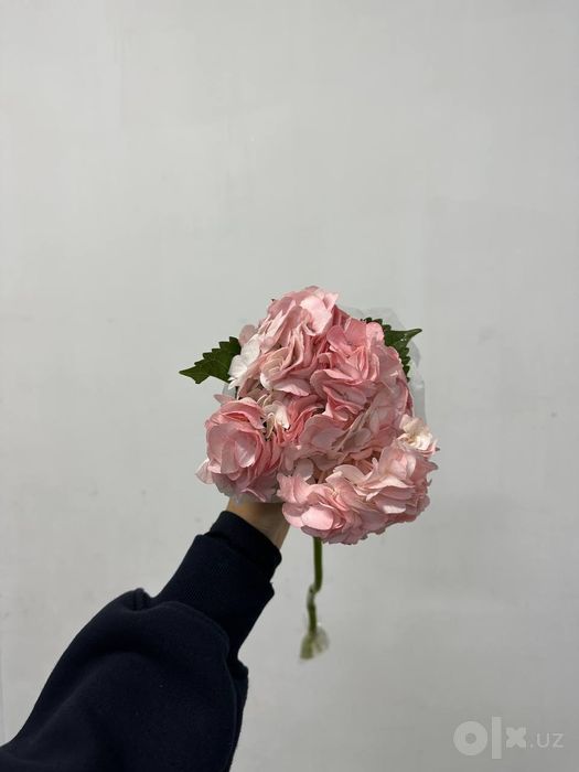 Гортензия Голландия