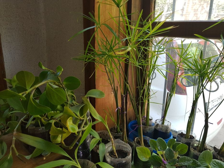 Растения комнатные