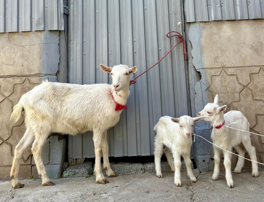 Таза занен ешкі бір ұрғашы бір еркек лағымен ешкы ешкі коза козы