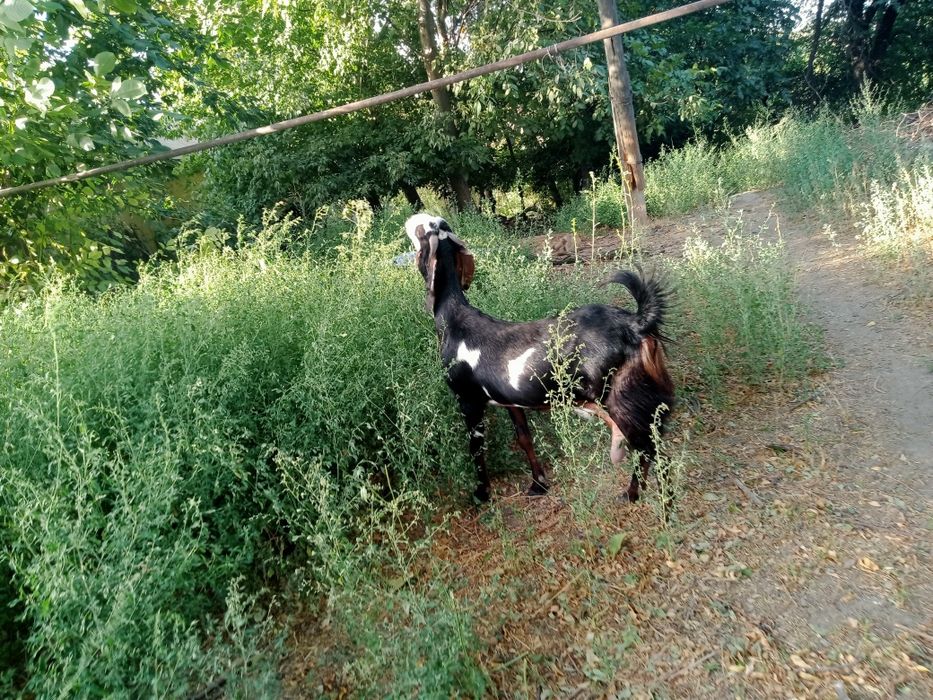 Коза Битал  300тыс