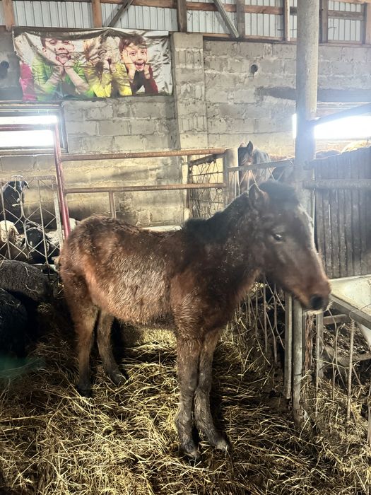 Продам жеребенка (девочка) слабая