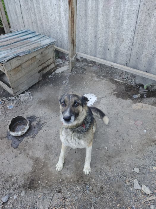 продаётся овчарка