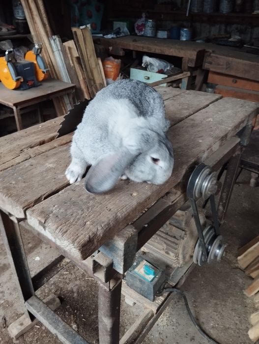 Mascul berbec german