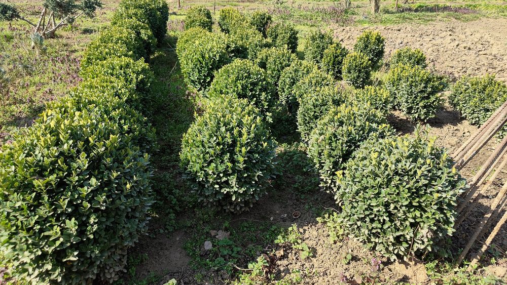 Buxus de vanzare