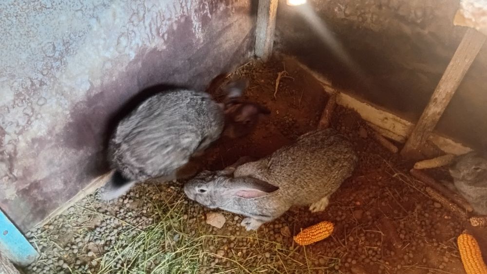 Қояндар сатылады