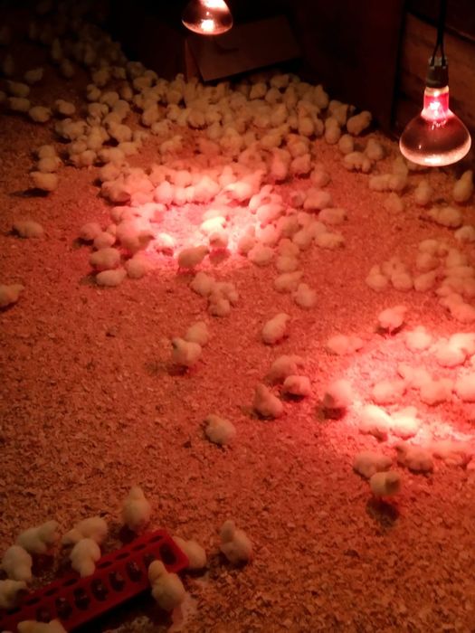 Цеплята бролер рос 308-Чехия.