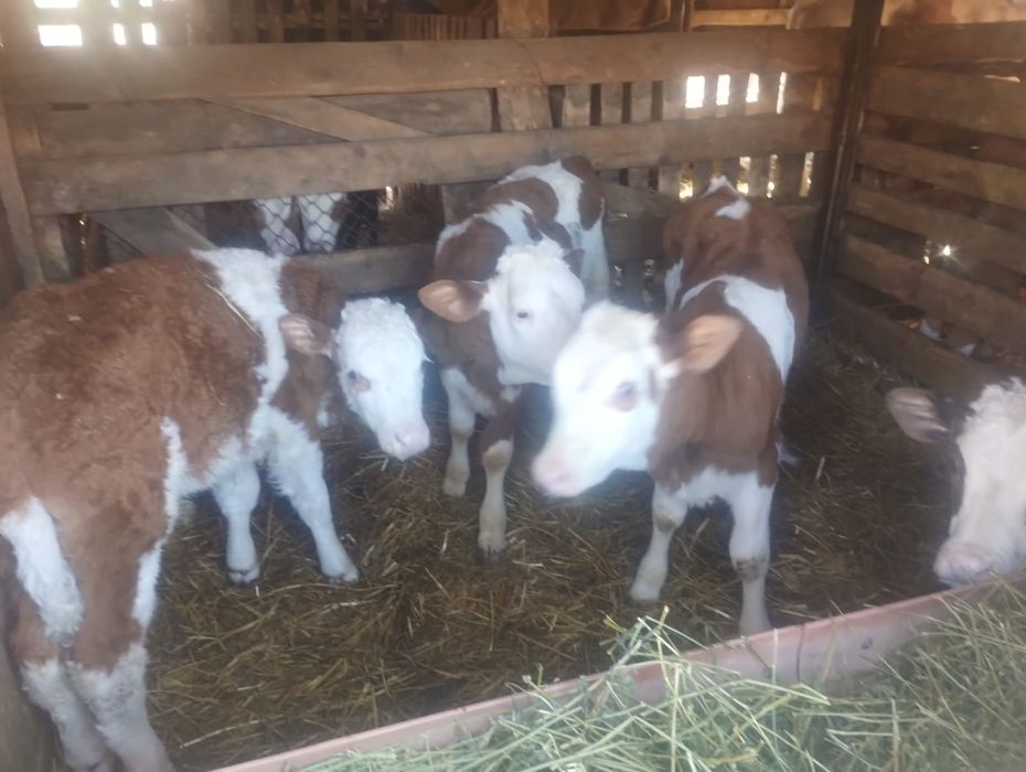 Vând 16 viței semi înțărcați