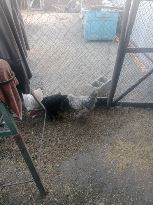 Продам молодых петухов