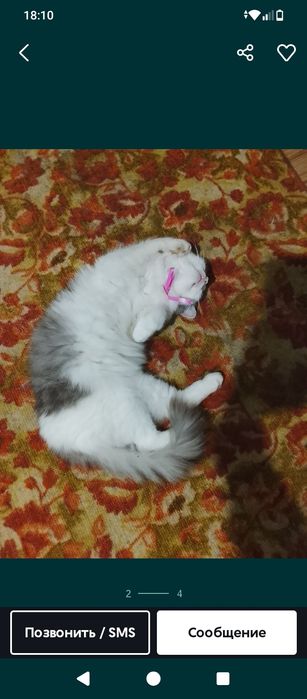 Отдам кота в добрые руки