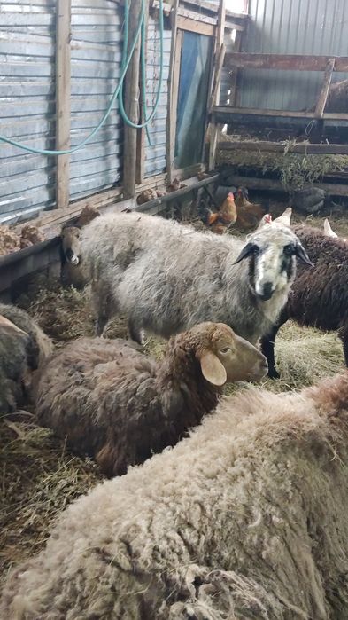 Продам овец матки
