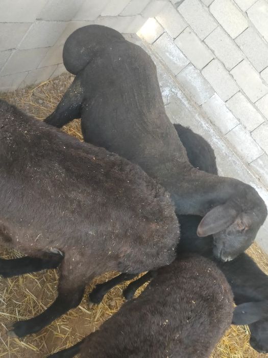 Кошкар от крокадил