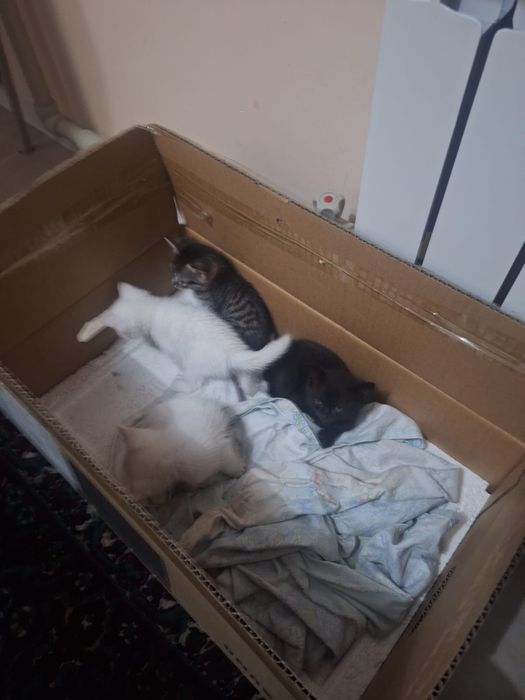 Котята 2-месячные