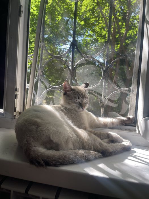 Кот Тимоша Бесплатно