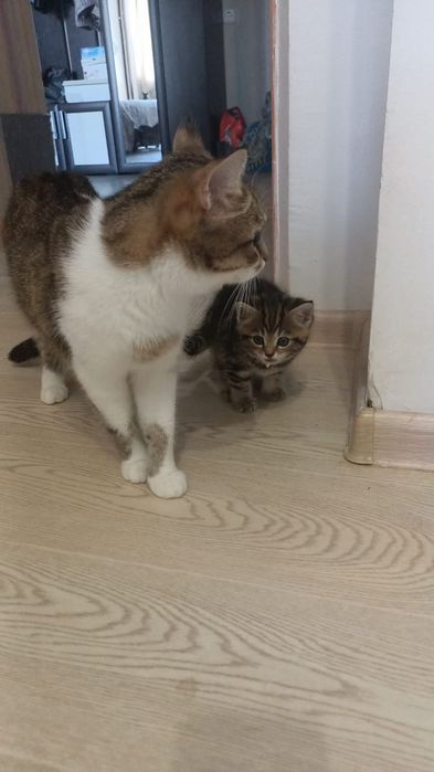 Кошки животные котята