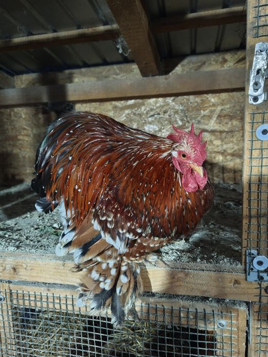 Cocoș.  Orpington