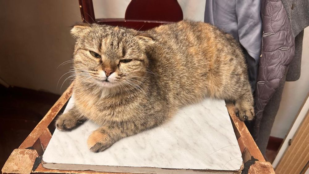 Кошка в добрые руки