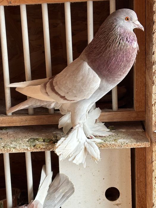 Femelă gușat de Pomerania