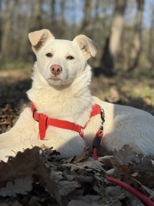 Cătelusa spre adoptie