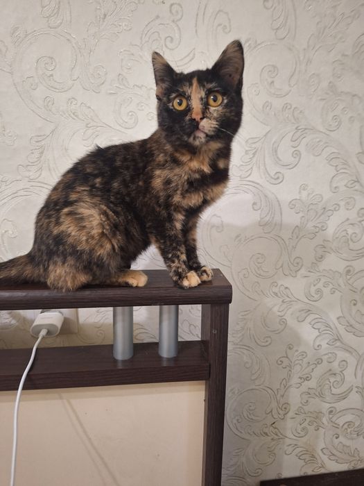 Ищет дом маленькое счастье ..Стерелизована