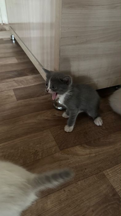 Котята добрые руки