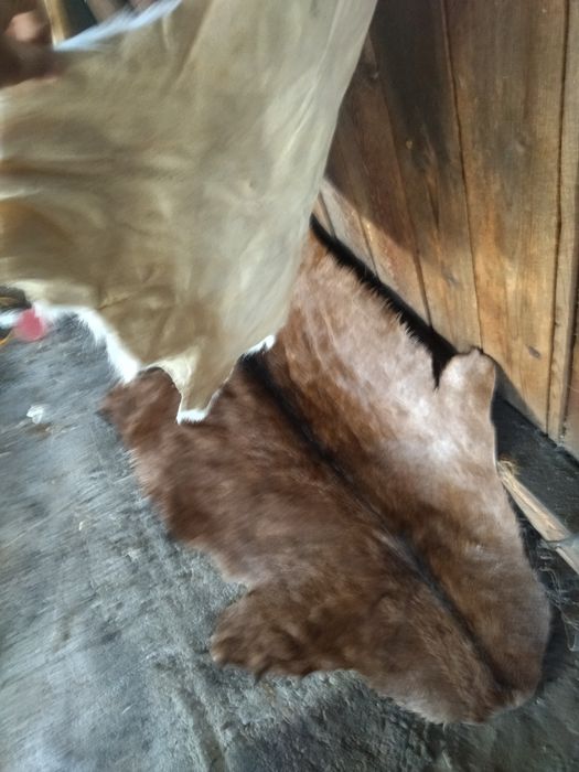 Vând blana/piele tăbăcită de capră alpină franceză și sannen