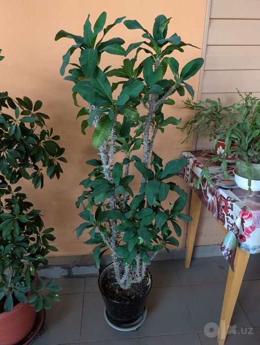 Большой комнатный цветок Молочай Миля (Euphorbia milii) — высокий и пы