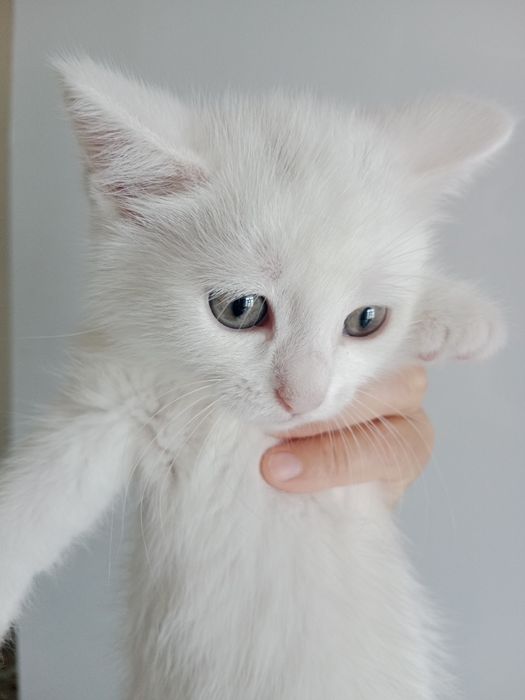 Отдам котят даром